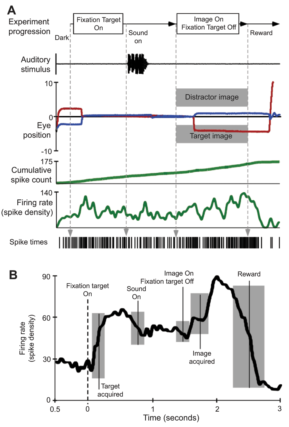 single experimental trial illustrating stimulus presentation