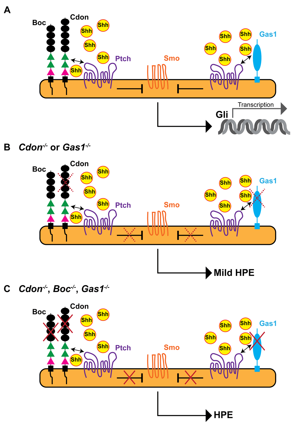 positive and negative regulation of shh signalling in vertebrate