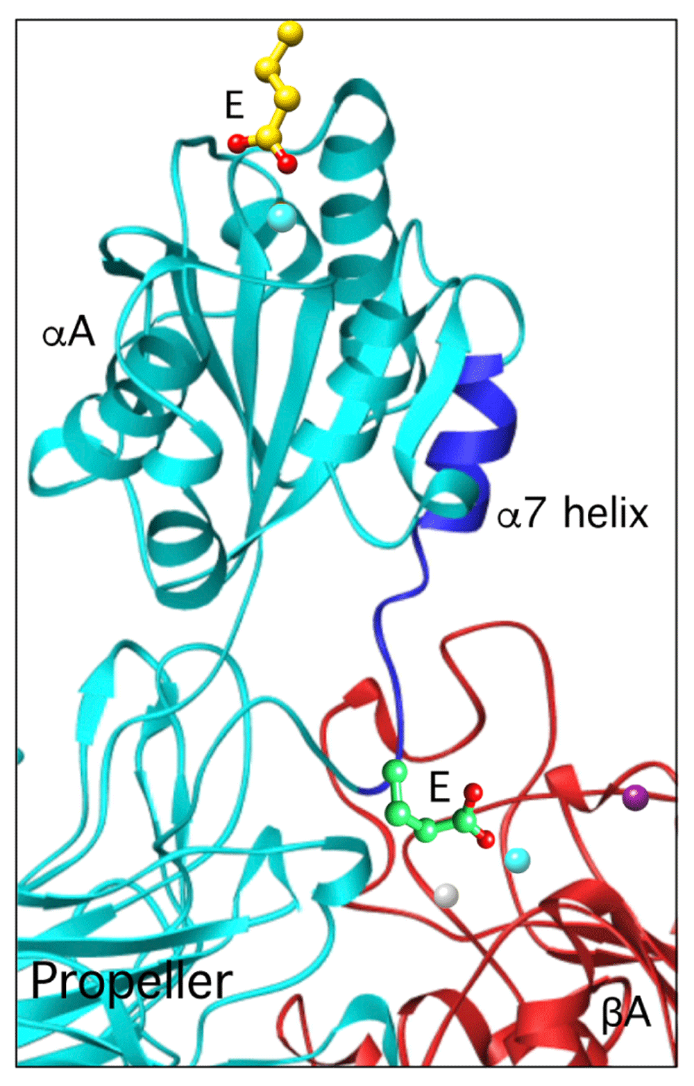 Biology and structure of leukocyte β2... F1000Research