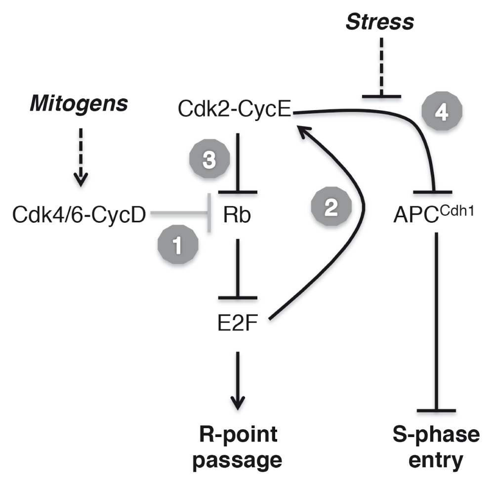 S Phase Definition Biology BHe