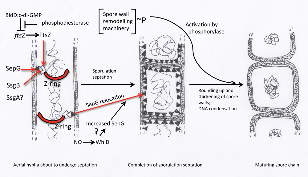 Recent Advances In Understanding Streptomyces F1000research
