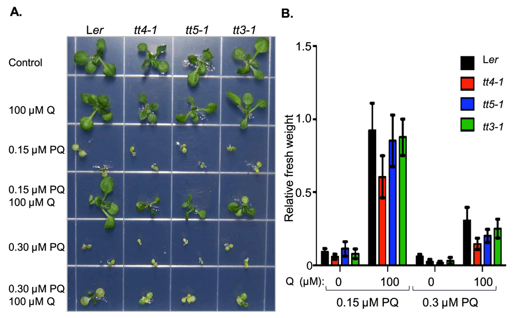 Quercetin feeding protects plants against oxidative... F1000Research