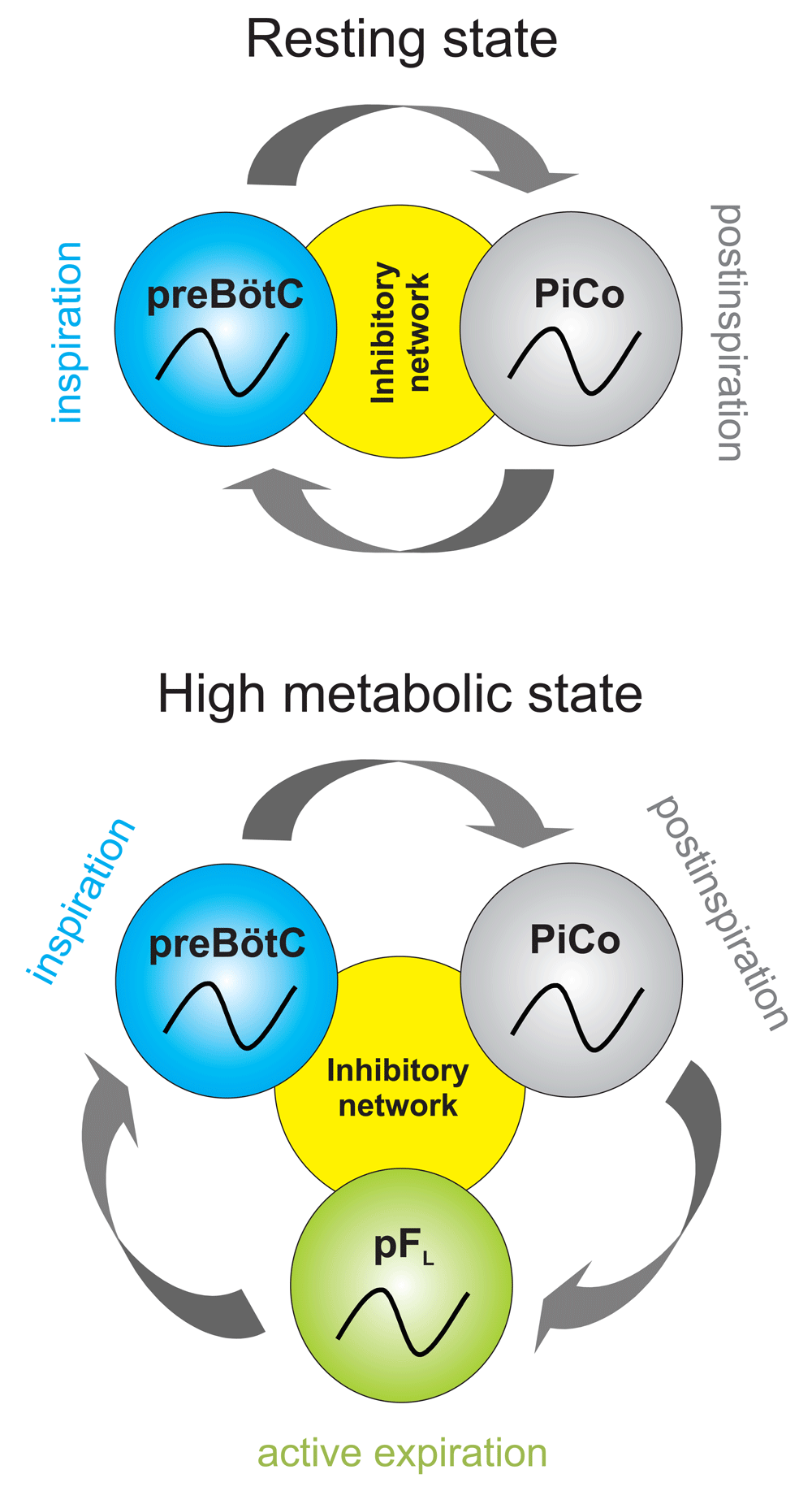 Respiratory rhythm generation triple oscillator... F1000Research