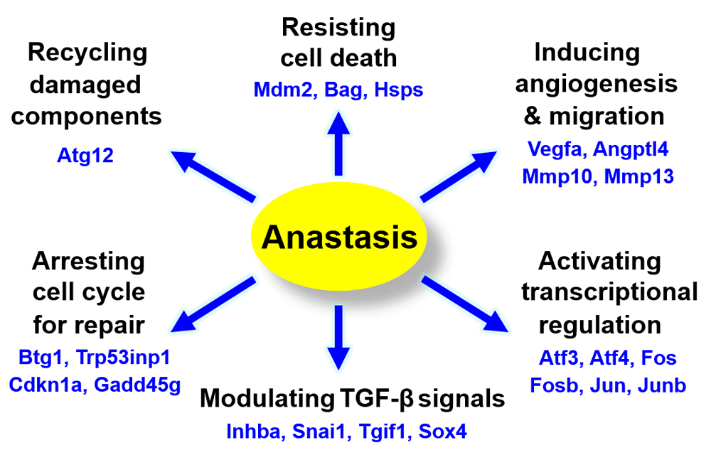 molecular signature of anastasis for reversal of apoptosis