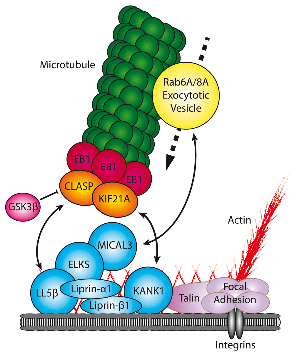 Linking cortical microtubule attachment and... F1000Research
