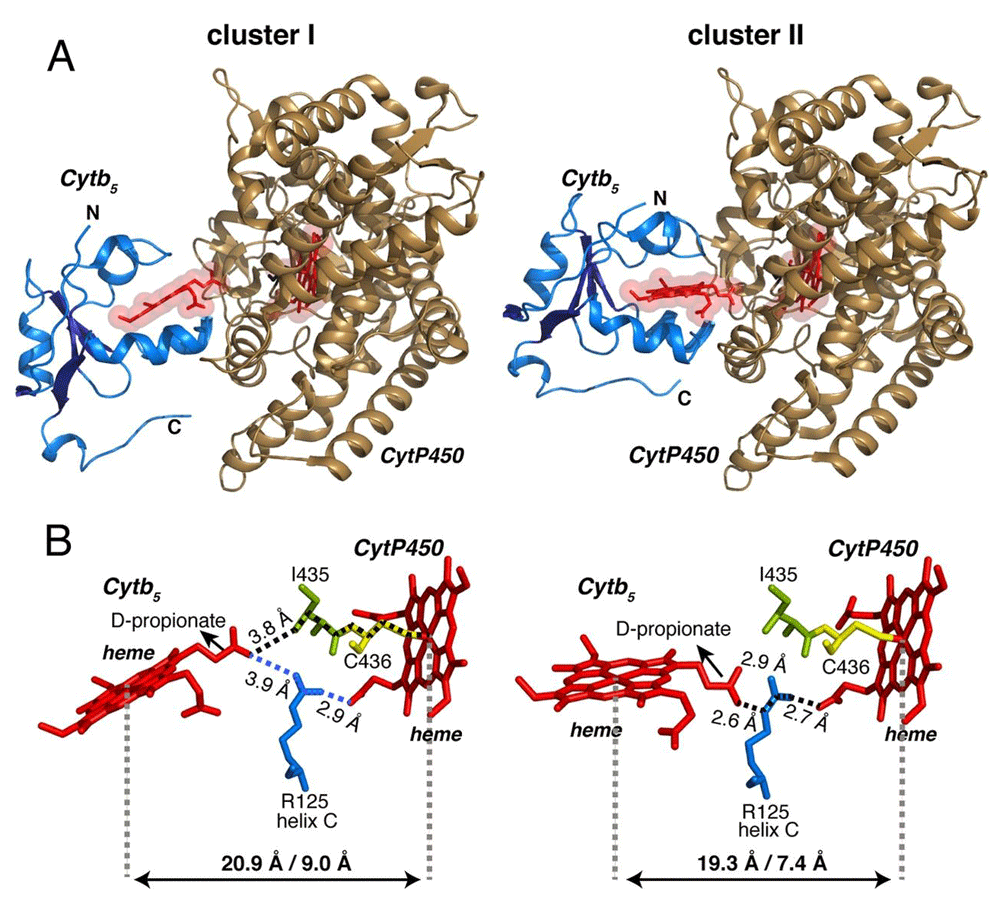 The catalytic function of cytochrome P450 is... F1000Research
