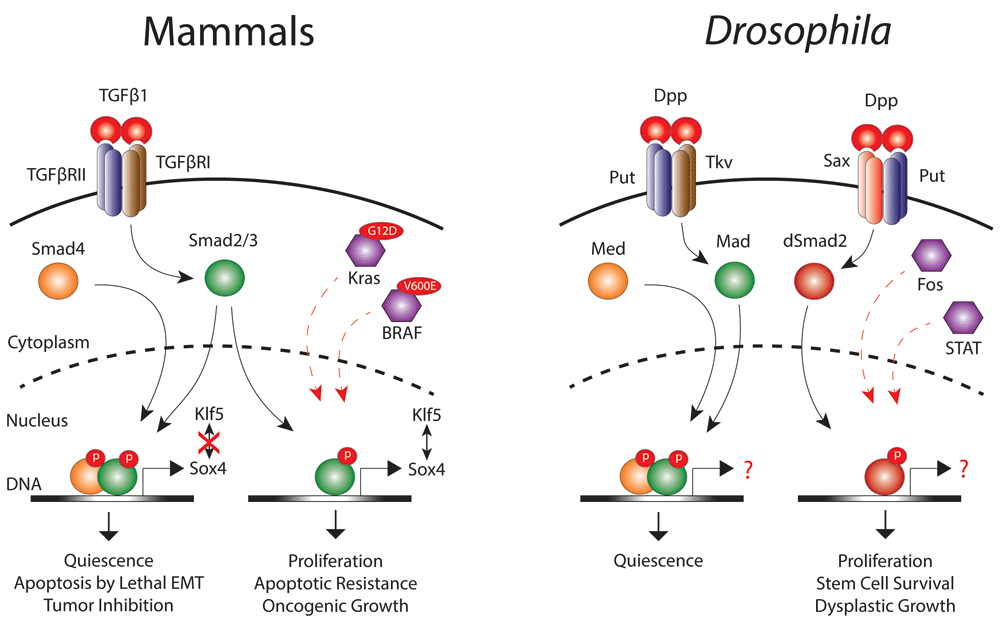recent advances in understanding contextual tgfβ signaling