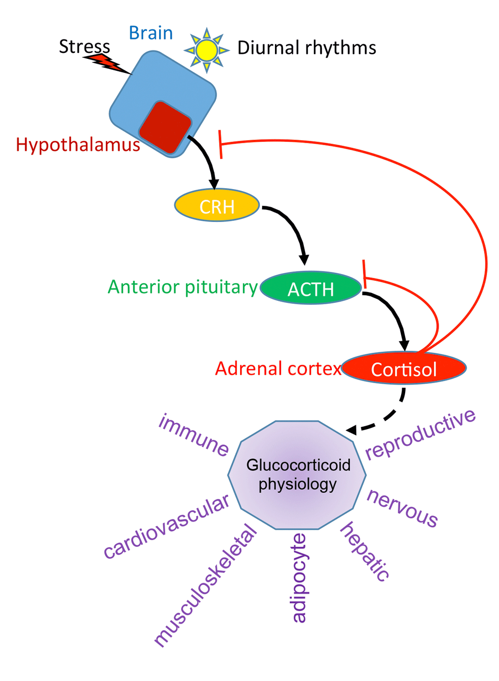 Glucocorticoid receptor action in metabolic and... F1000Research