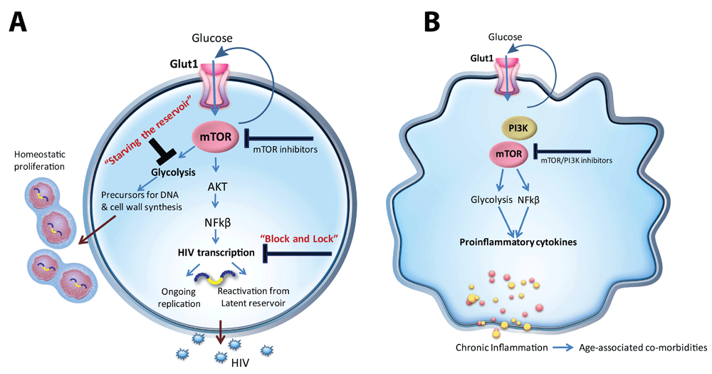 Exploiting immune cell metabolic machinery for... F1000Research