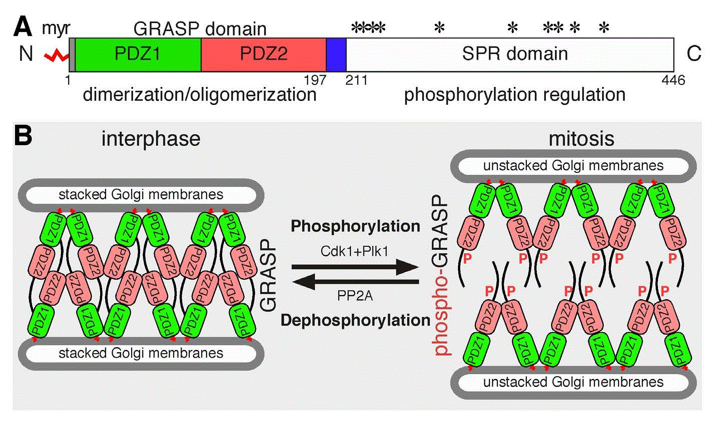 Golgi structure formation; function; and... | F1000Research