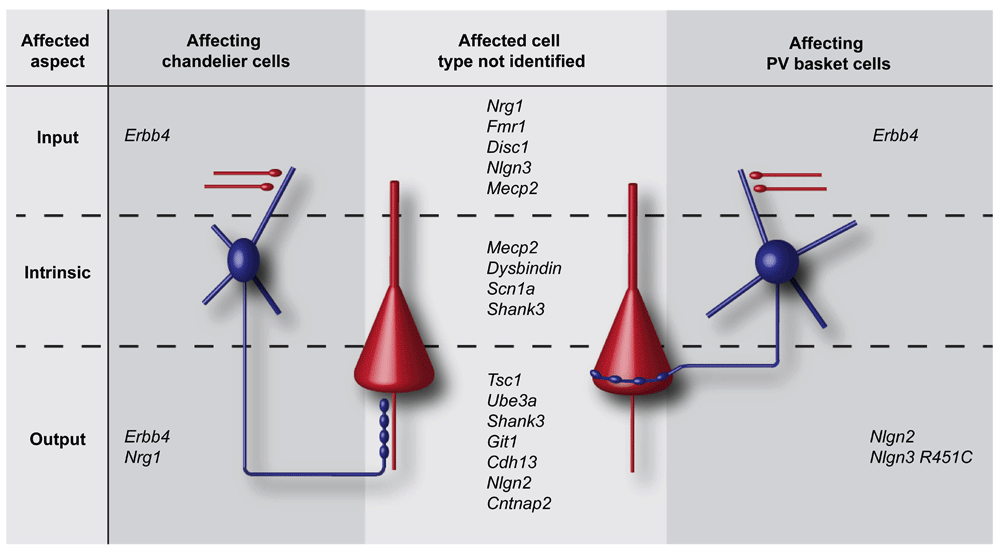 Inhibitory control of the excitatory/inhibitory... F1000Research