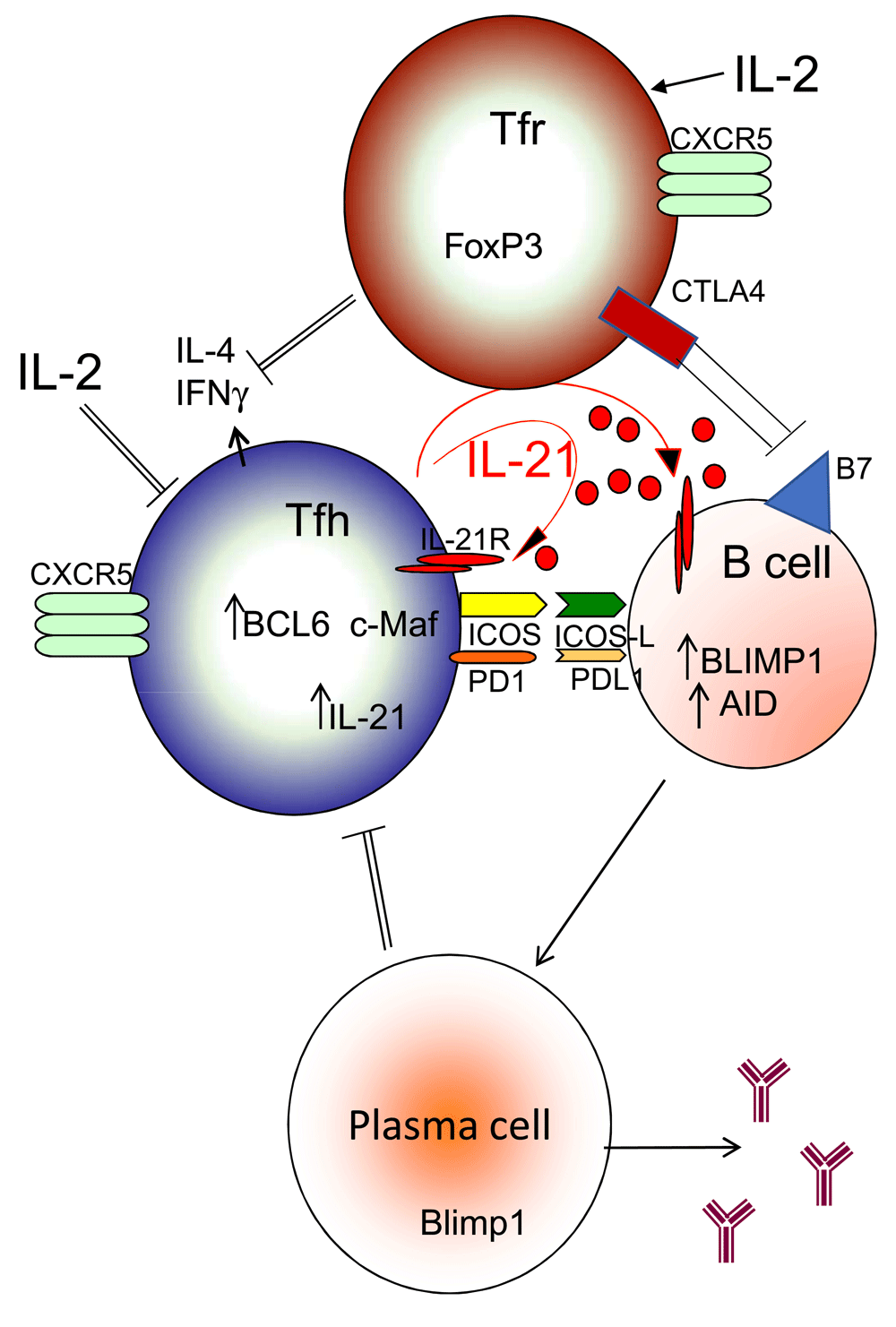 the-c-family-of-cytokines-f1000research