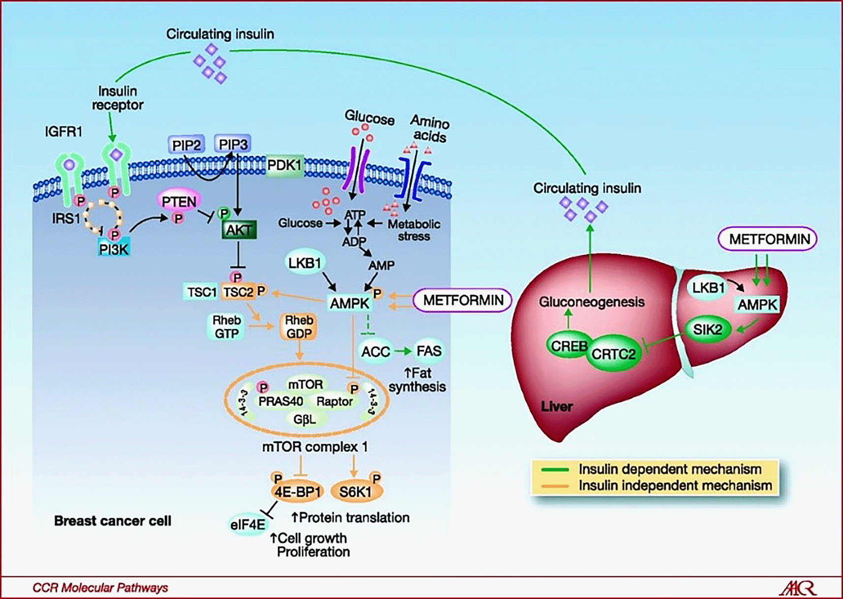Assessing the anticancer effects of metformin | F1000Research
