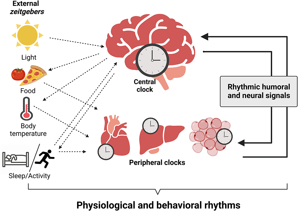 Different levels of circadian (de)synchrony... F1000Research
