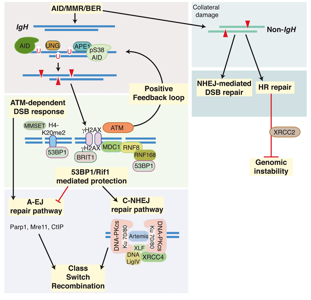 repairing genetically programmed dna