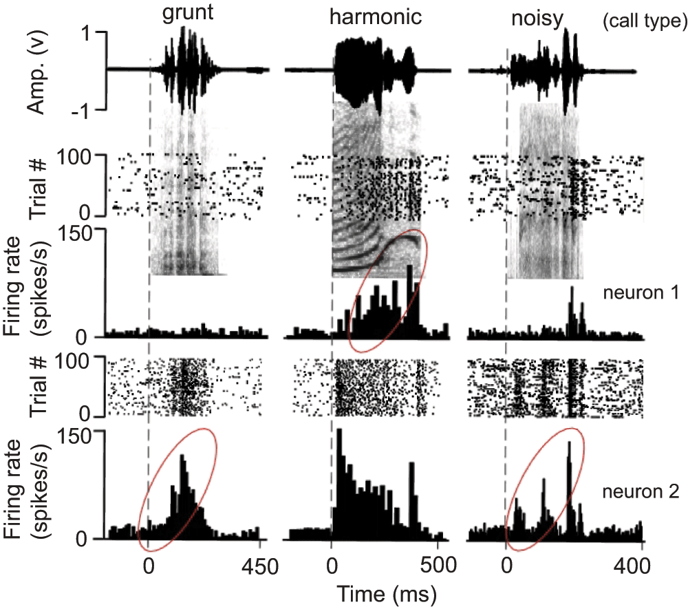 and psth (10 ms bins) plots superimposed on call spectrographs