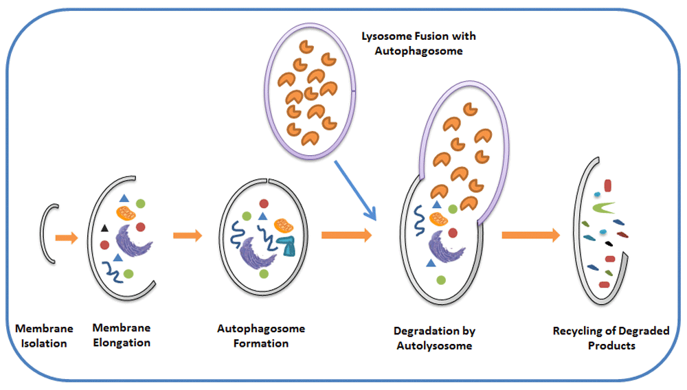 autophagy and airway fibrosis: is there a link?