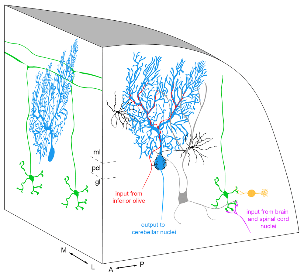 architecture of the cerebellar cortical circuit.