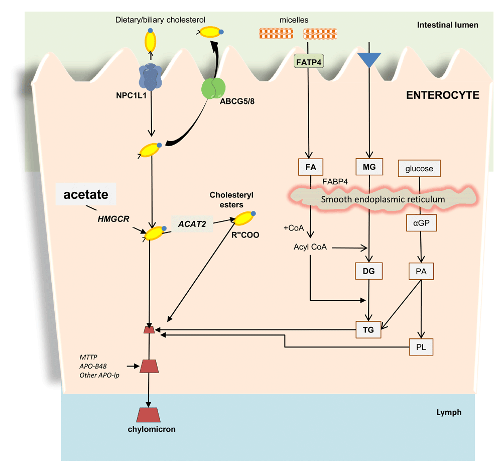 recent advances in understanding and managing choles