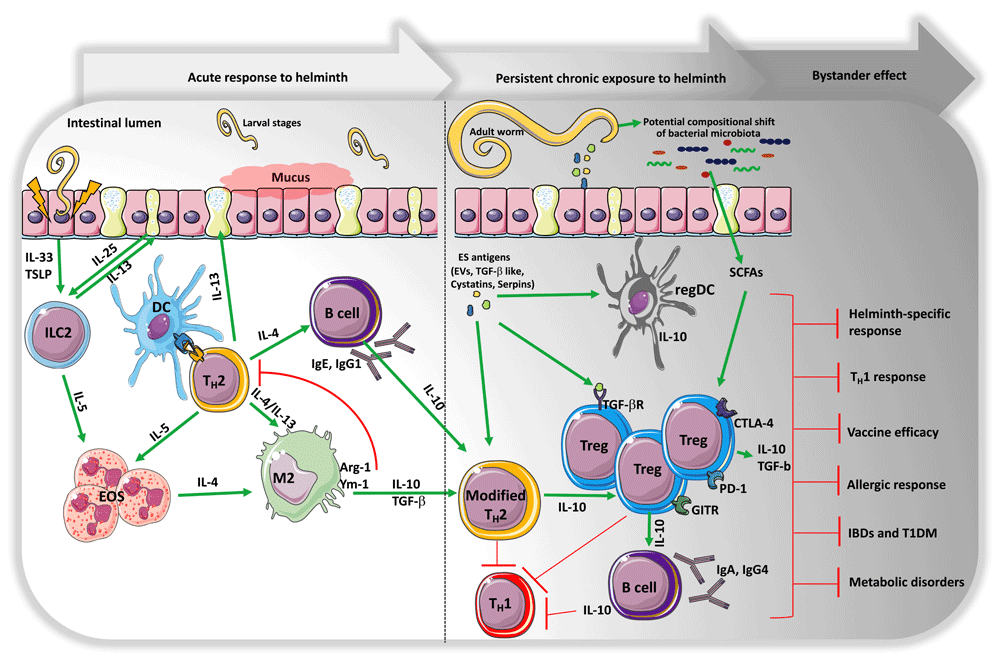 Helminth infection immune response - Helminths host immune response