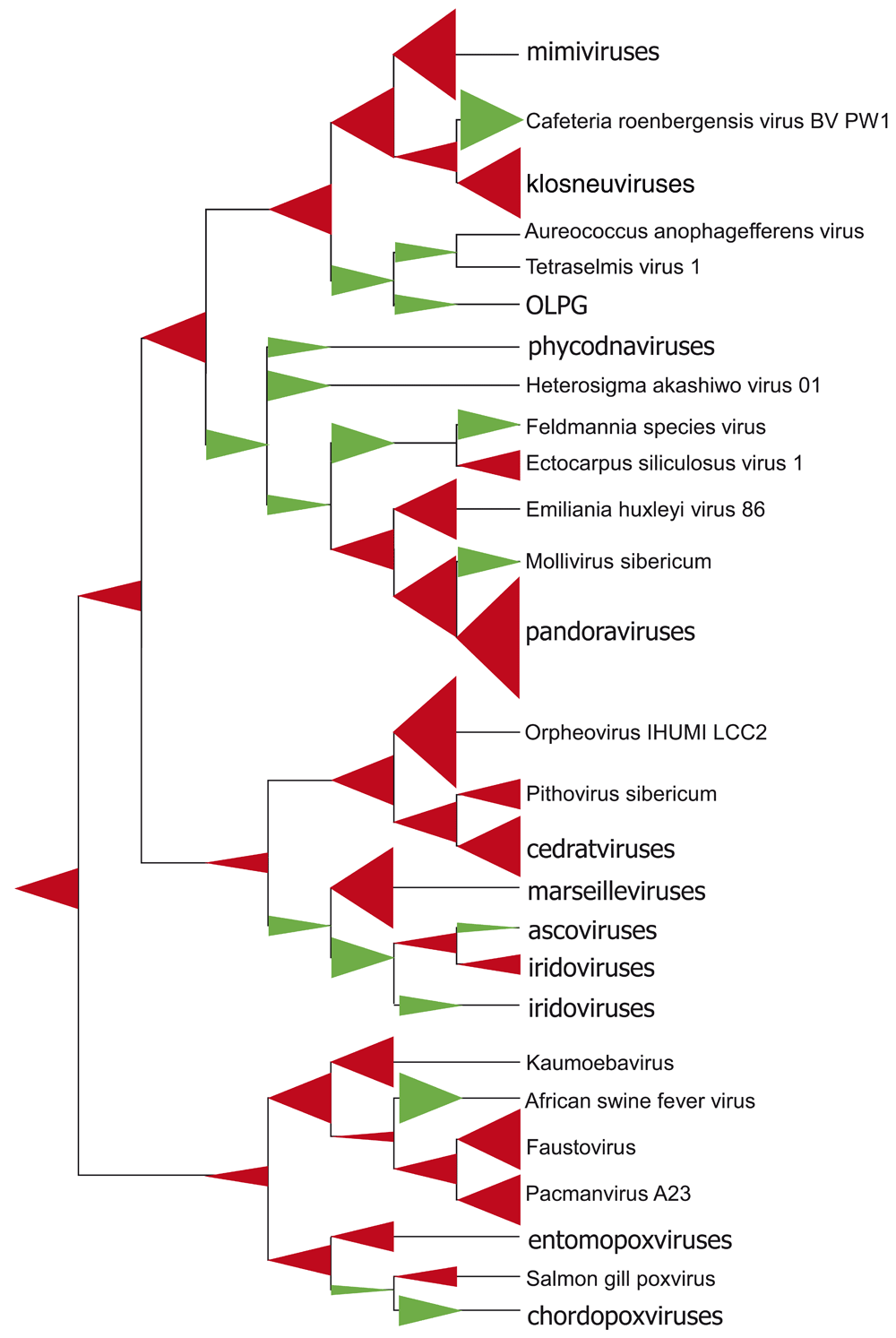 multiple evolutionary origins of giant