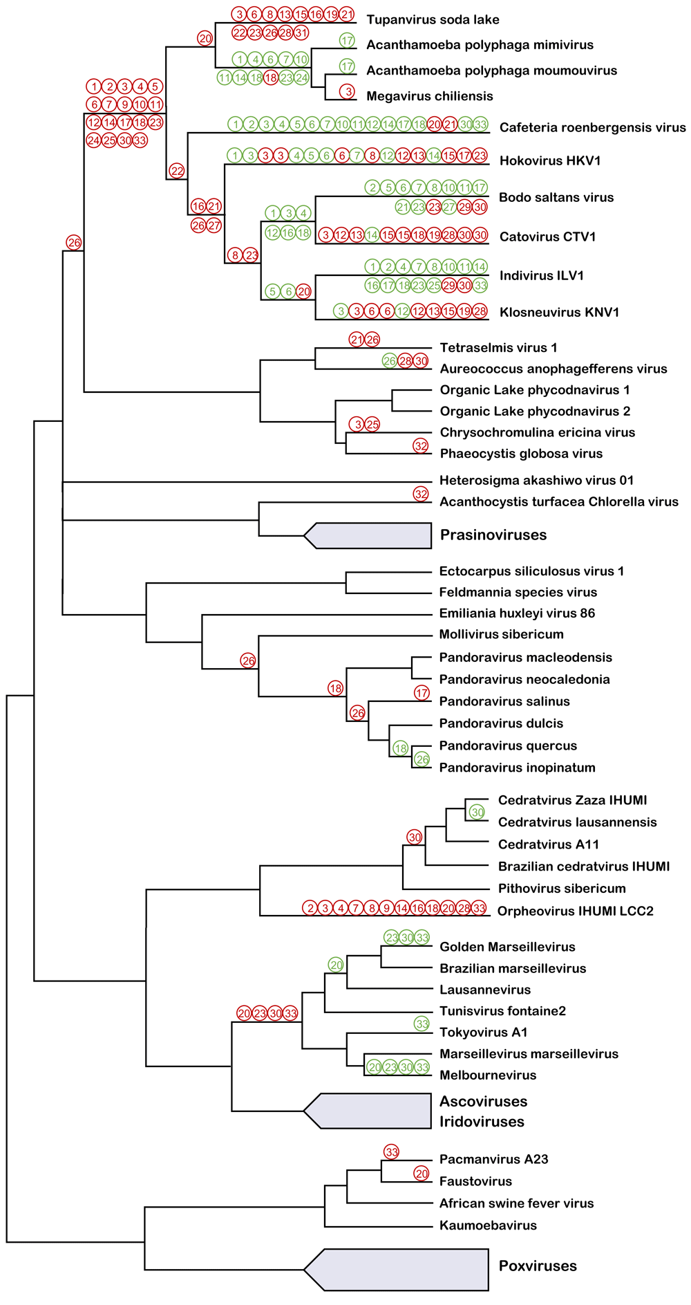 multiple evolutionary origins of giant