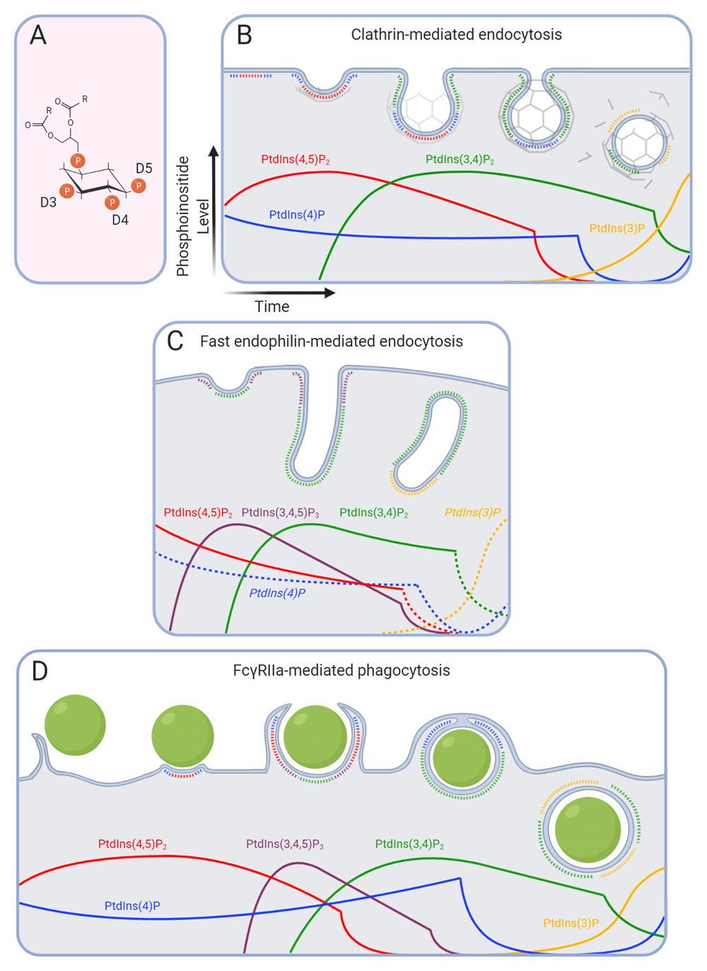 Endocytosis and the internalization of pathogenic... | F1000Research