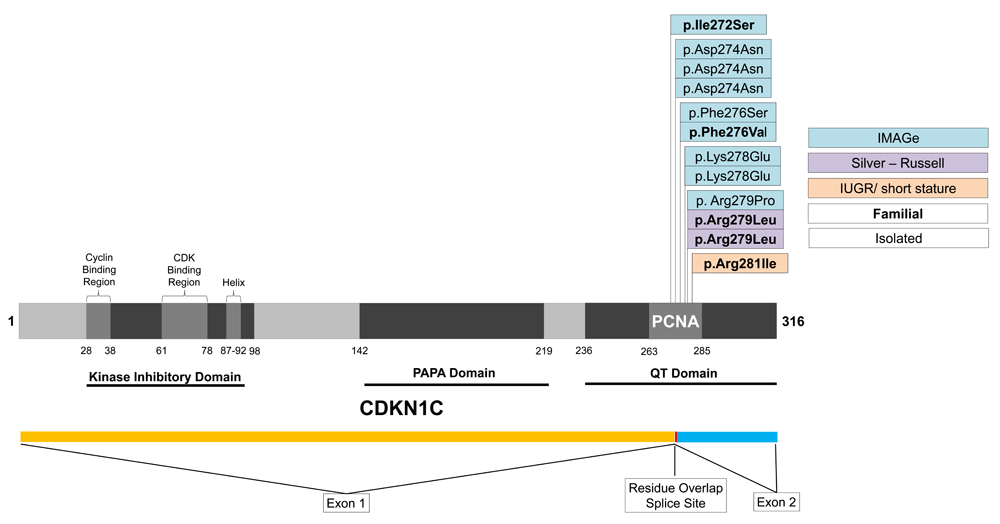 Analysis of CDKN1C in fetal growth restriction... F1000Research