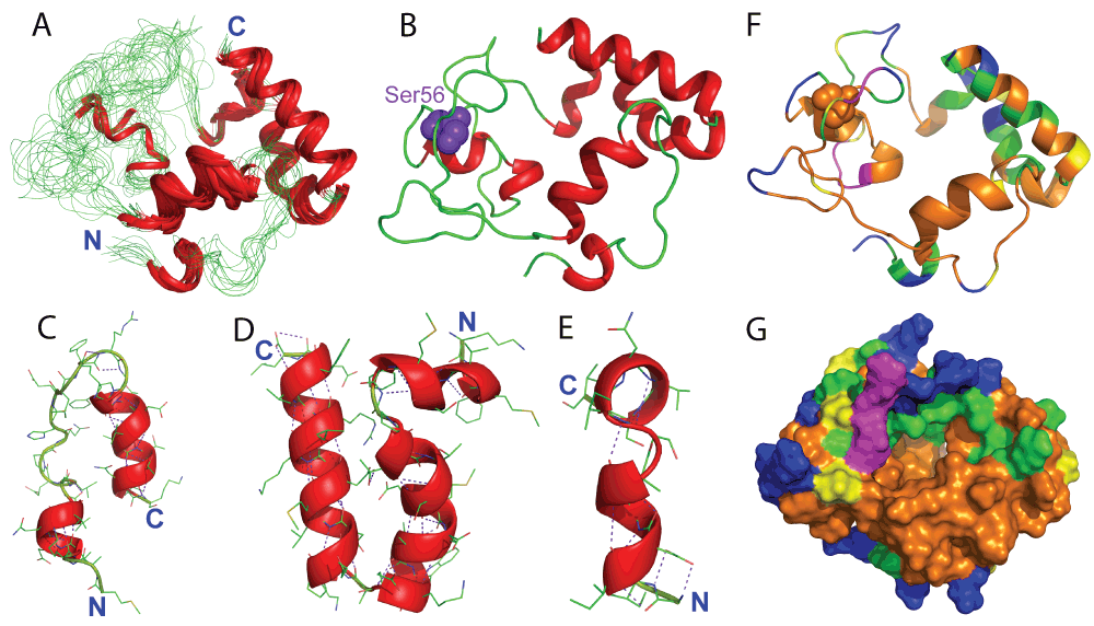 protein aggregation diseases: a common mechanism for aggregated