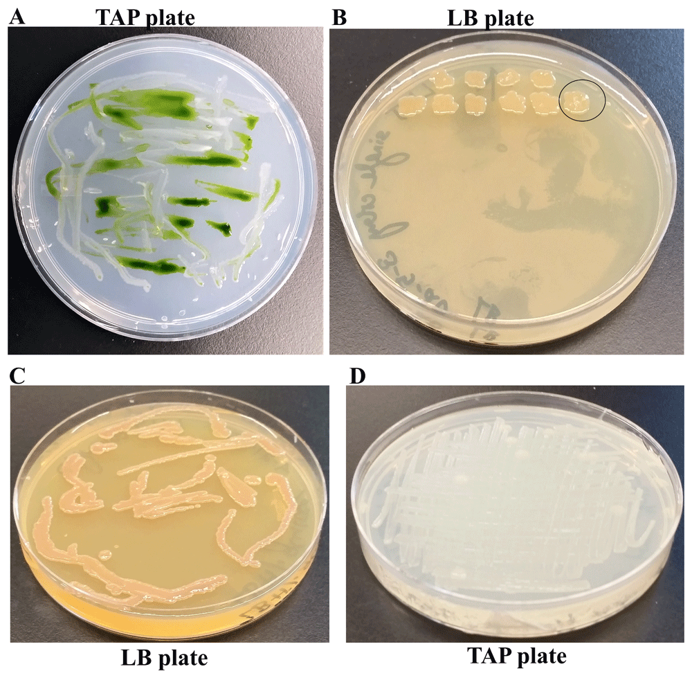 Isolation And Characterization Of A Novel Bacterial F1000research