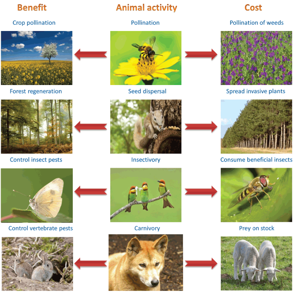 The net return from animal activity in... F1000Research