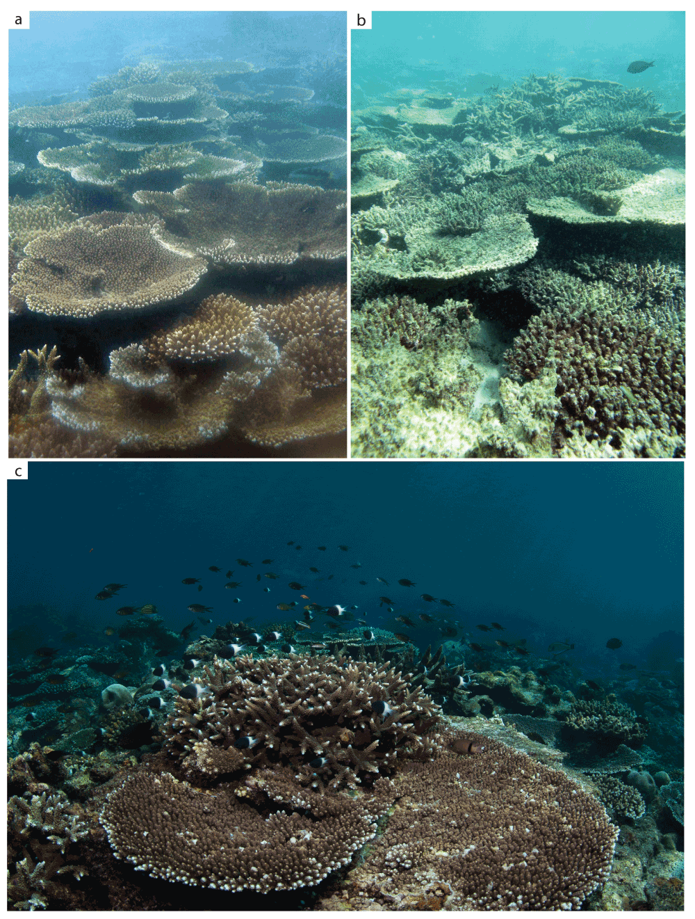 mortality of reef corals following a severe bleaching event