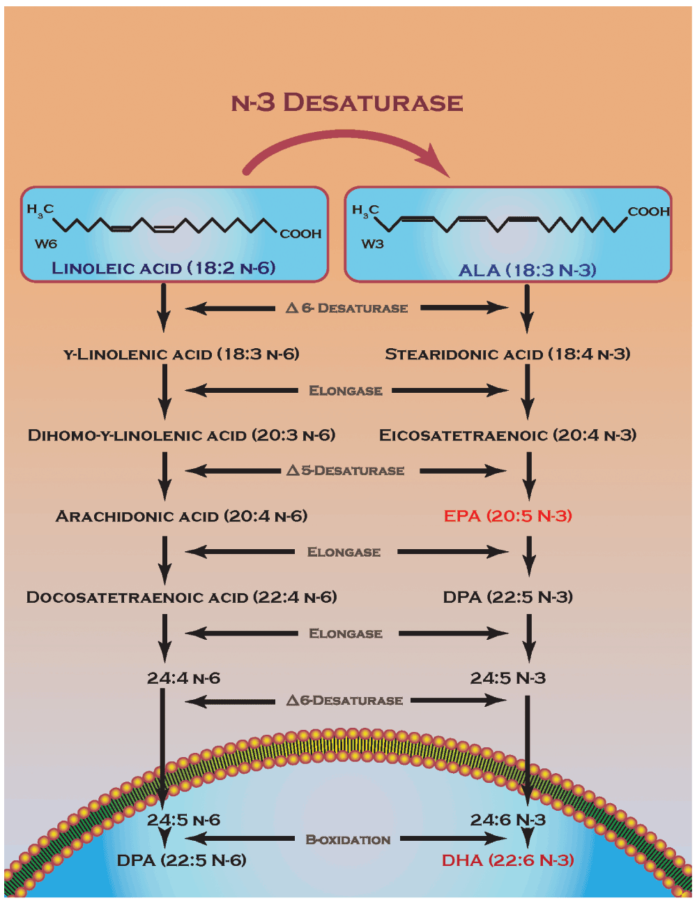 A review of the biologic and pharmacologic role... F1000Research