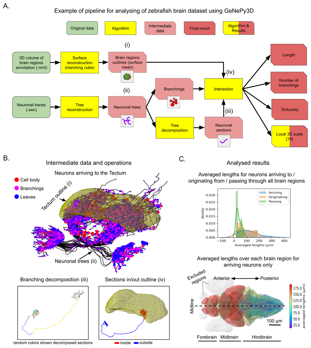 GeNePy3D: a quantitative geometry python toolbox... | F1000Research