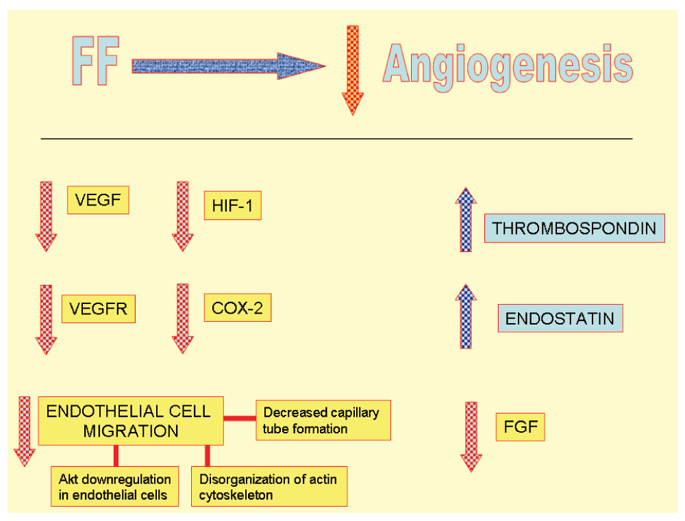 tratamiento de la diabetes ucp2