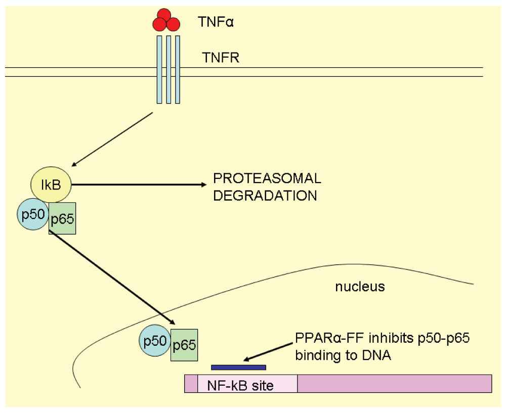 tratamiento de la diabetes ucp2