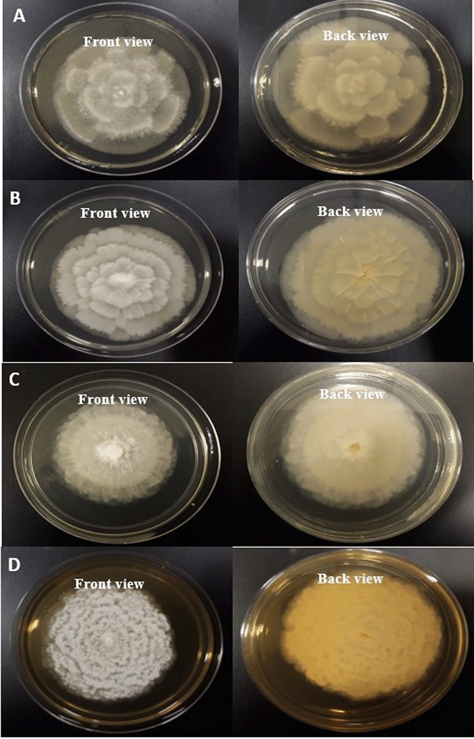 Pda Process Molecular characterization and genetic diversity of... | F1000Research