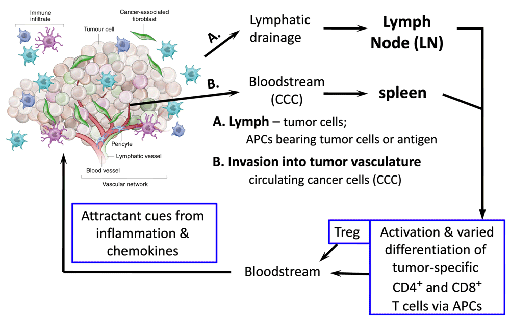 signaling in t cells – is anything the m(a)tor with the picture