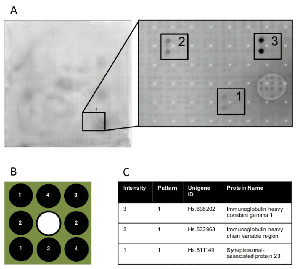 referencing cross reactivity of detection antibodies for protein protein array