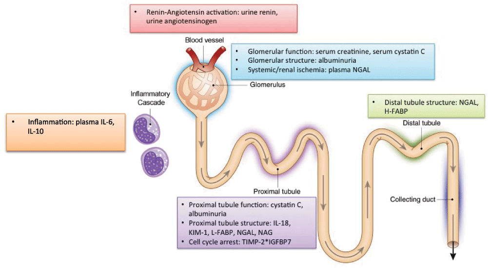 Biomarkers of acute kidney injury and... F1000Research