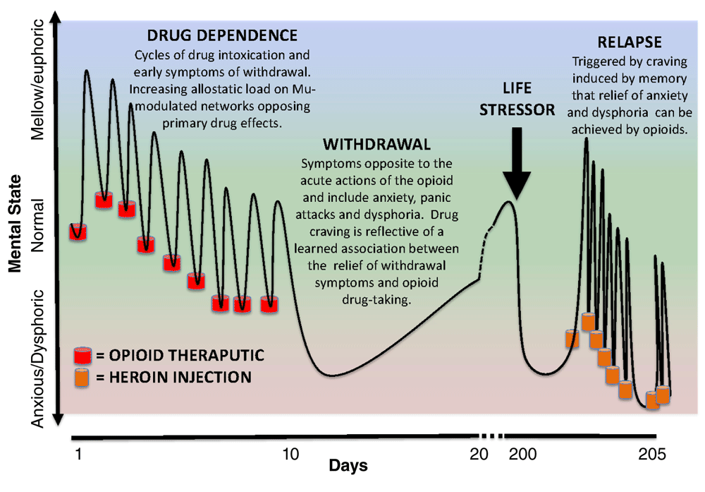 Neurobiology Of Opioid Dependence In Creating... | F1000Research