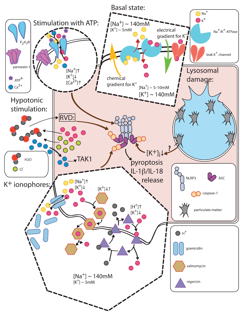 recent insights into the molecular mechanisms of