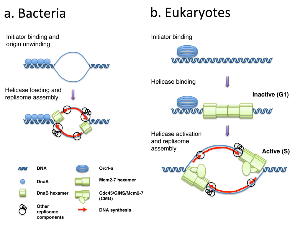 [pdf] The Initiation Of Dna Replication In Eukaryotes Book Catalog